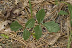 Atlantic poison oak